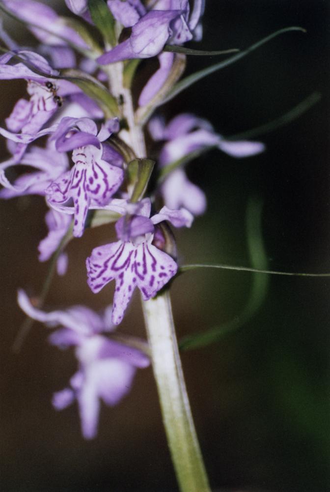 Dactylorhiza, Himantoglossum, Ophrys, Orchis